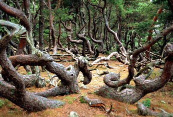 Der Trollskogen