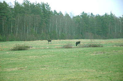 Umgebung
