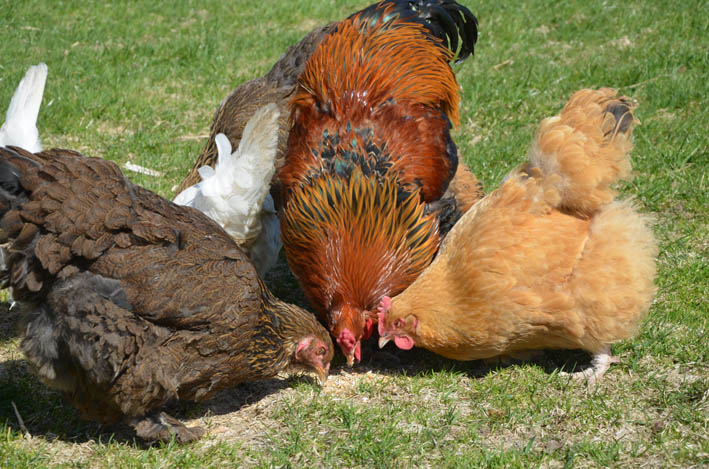 Landwirtschaft - Hühner